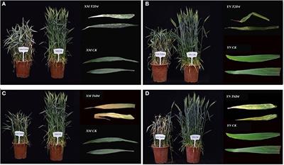 Cold Stress in Wheat: Plant Acclimation Responses and Management Strategies